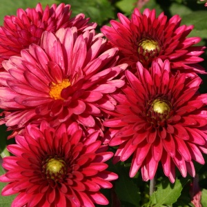 Клубень НВМ Георгина Фриволоус Глоу (I) 1шт