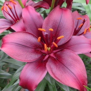 Луковица Лилия Мапира 16/18 3шт/уп