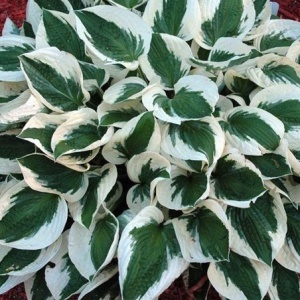 Корневище НВМ Хоста Патриот 1шт