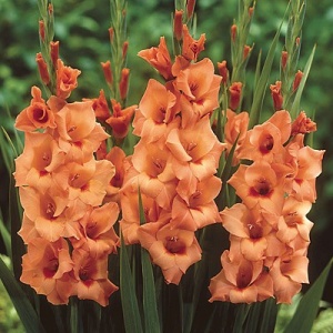 Луковица НВМ Гладиолус Петер Пирс 10/12 5шт