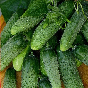 Семена огурец Зятек F1 Авторские 1+1 20шт Гавриш