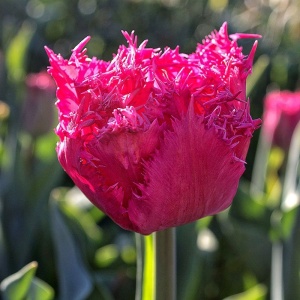 Луковица НВМ Тюльпан Кингстон 10/11 розовый 5шт