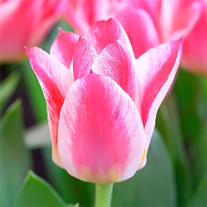 Луковица НВМ Тюльпан Грейгс Хэппи 11/12 розовый 5 шт