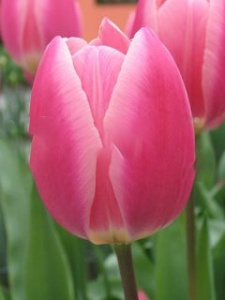 Луковица НВМ Тюльпан Пинк Сюрпрайз 10/11 розовый 5шт