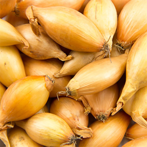 Лук-севок Шетана МС 14-21мм желтый 0,5кг