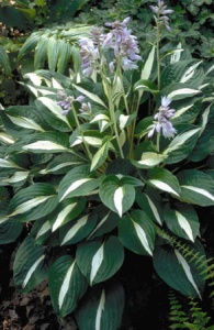 Корневище Хоста Риски Бизнес, 1шт/уп