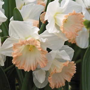 Луковица НВМ Нарцисс Бритиш Гэмбл 10/12 розовый 5шт