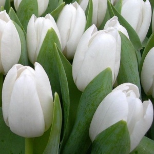 Луковица НВМ Тюльпан Антарктика 10/11 белый 5шт
