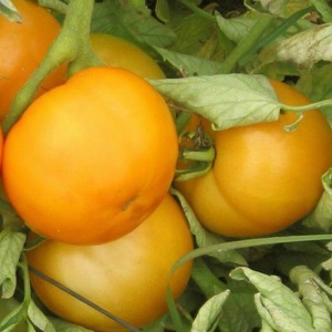 Семена томат Хуторской засолочный Авторские 0,1г Гавриш