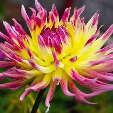 Клубень НВМ Георгина Кактусовидная Линдси Мишель 1шт