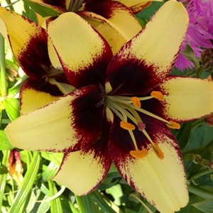 Луковица Лилия Бамблеби 3шт/уп