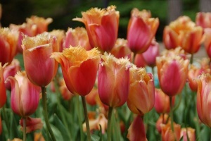 Луковица НВМ Тюльпан Ламбада 10/11 розовый 5шт