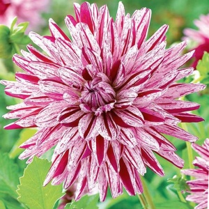 Клубень Георгина Блэкберри Риппл (1) 1шт/уп