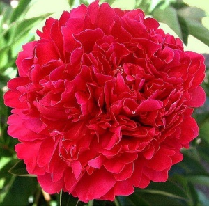 Корневище НВМ Пион Пол Эм Вайлд 2/3 1шт