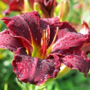 Корневище НВМ Лилейник Сторм оф Сенчури (I) 1шт