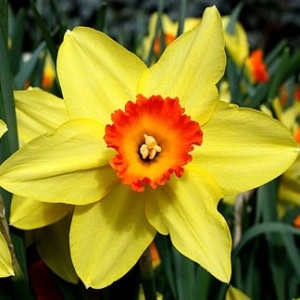 Луковица НВМ Нарцисс Рэд Девон 10/12 желтый 5шт