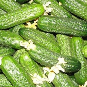 Семена огурец Хрустик корнишон F1 Авторские 1+1 20шт Гавриш