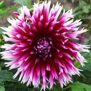 Клубень НВМ Георгина Бахромчатая Алауна Клэр Обскур (II) 1шт