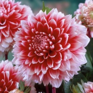 Клубень Георгина Ред энд Вайт Фубуки, 1шт/уп