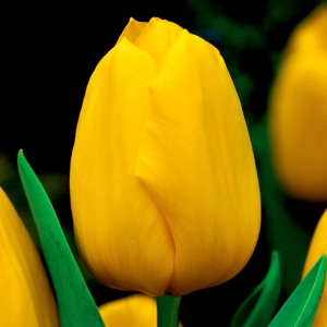 Луковица тюльпан Конкверор 11/12, 5 шт/уп