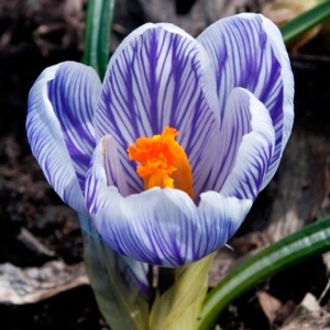 Луковица НВМ Крокус Пиквик 7/8 сиренево-белый 10шт