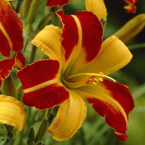 Корневище НВМ Лилейник Франс Халс (I) 1шт