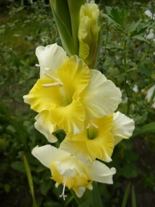 Луковица Гладиолус Бугги, 5шт/уп