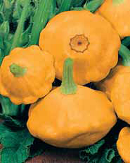 Семена патиссон НЛО оранжевый 2г Агроуспех