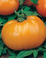 Семена томат Хурма среднеспелый 0,1г Агроуспех