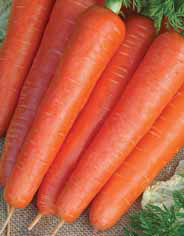 Семена морковь Настена-Сластена 2г Агроуспех