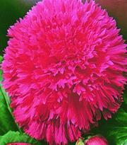 Клубень НВМ Бегония Фимбриата Пинк 4/5 2шт