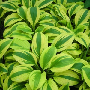 Корневище Хоста Мунсплит, 1шт/уп