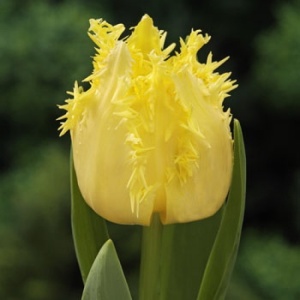 Луковица НВМ Тюльпан Криспи Мэри 10/11 желтый 5шт