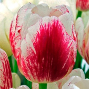 Луковица тюльпан Ди Ди 11/12, 5 шт/уп