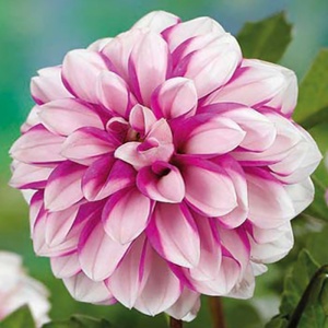 Клубень НВМ Георгина Прицелесс Пинк 1/уп