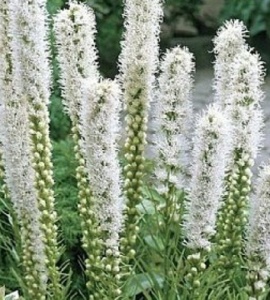 Корневище НВМ Лиатрис Спиката Альба 6/8 8шт