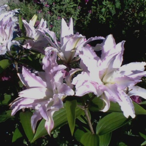 Луковица НВМ Лилия Мисс Люси 1шт/уп