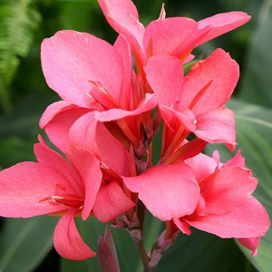 Корневище НВМ Канна Пинк 2/3 1шт