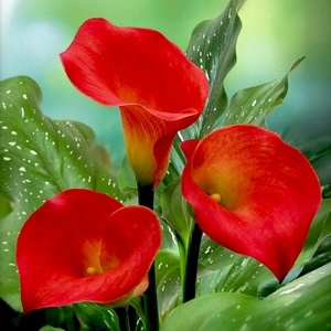 Клубень НВМ Калла Рэд Сокс 12/14 1шт