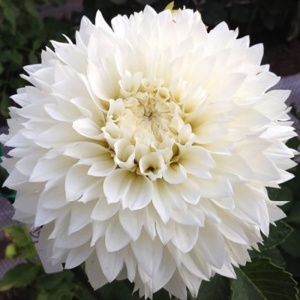 Клубень Георгина Майами Фубуки 1шт/уп