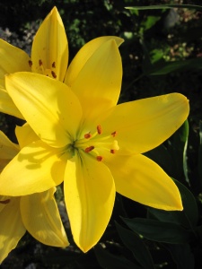 Луковица НВМ Лилия Азиатская Голден Тайкун 10/12  2 шт