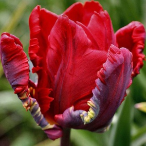 Луковица НВМ Тюльпан Рококо 10/11 алый 5шт