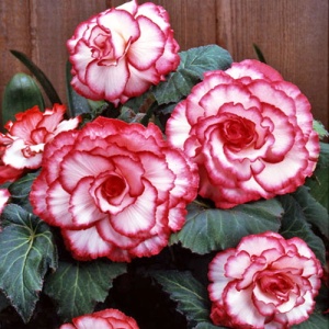 Клубень НВМ Бегония Пикоти Вайт/Рэд 5/6 2шт