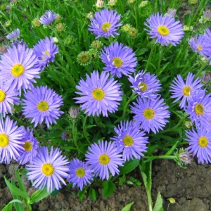 Корневище НВМ Астра Нови-Белгии Блю (I) 1шт (I)