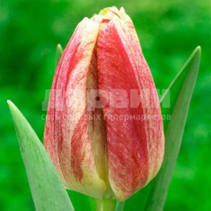 Луковица тюльпан Канок 5 шт 11/12