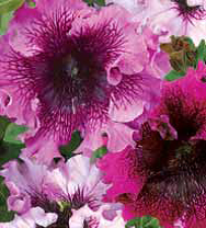 Семена цветов петуния Кружевное жабо F1 10шт Агроуспех