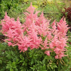 Корневище Астильба Пич Блоссом, 1шт/уп