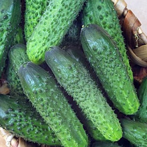 Семена огурец Берендей Урожай окне F1 Авторские 10шт Гавриш