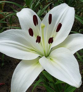 Луковица НВМ Лилия Азиатская Навона 10/12 2шт