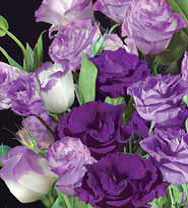 Семена цветов эустома Эхо F1 5шт Агроуспех